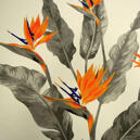 STRELITZIA 02 Kinnamark, gardintyg