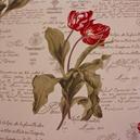 Tulipe 1